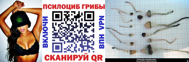 Псилоцибиновые грибы Cubensis Тавда